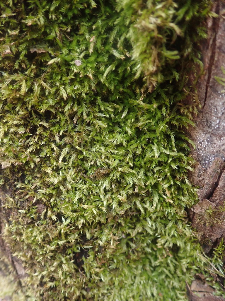 Rota's Feather Moss