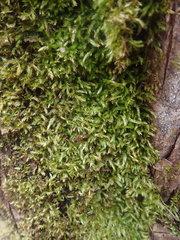 Brachythecium capillaceum