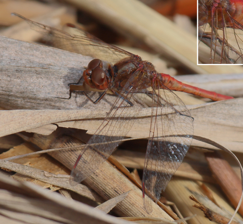 Southern Darter