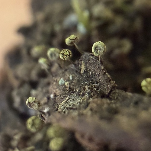 Physarum viride observed 2026-10-09