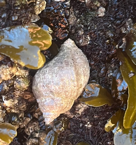 Nucella lamellosa observed 2026-10-09