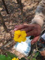 Adenocalymma inundatum