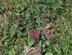 Astragalus monspessulanus monspessulanus