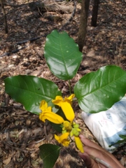 Adenocalymma inundatum