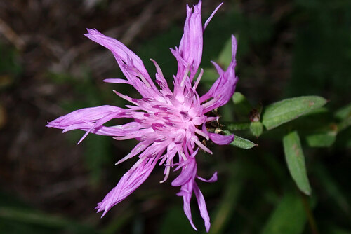 Brown Knapweed