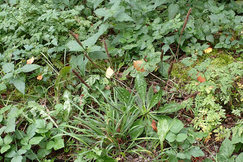 greater plantain