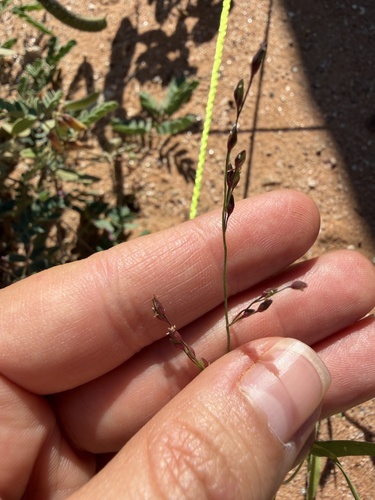 Mexican panicgrass