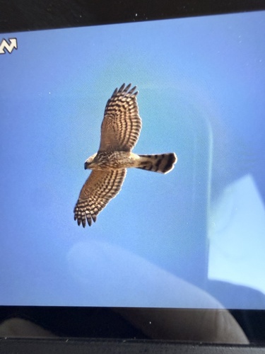 Sharp-shinned Hawk