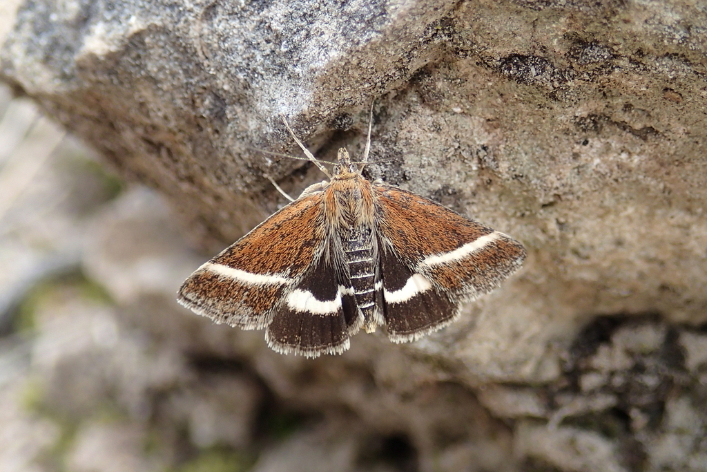 Loxostege fascialis
