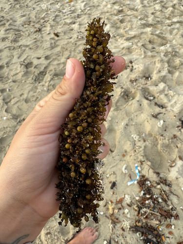 Sargassum polyphyllum observed 2026-10-08