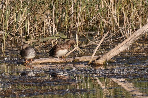 Gadwall
