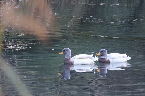 Domestic Mallard