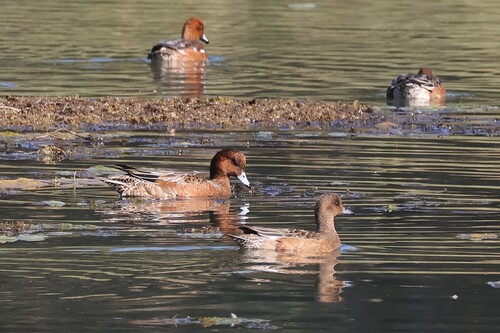 Eurasian Wigeon