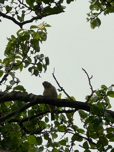 Haemorhous mexicanus observed 2026-10-08