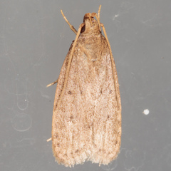 Autosticha kyotensis