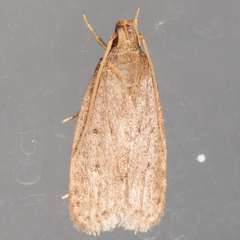 Autosticha kyotensis