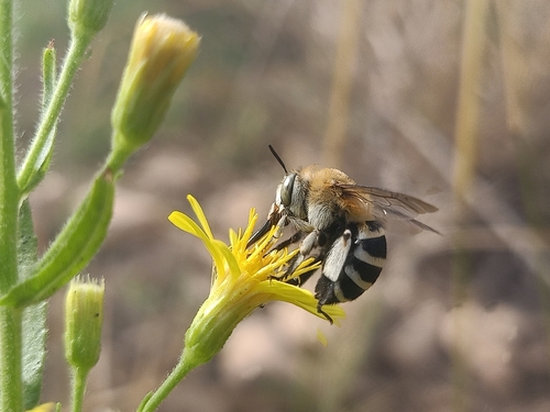 Four-striped Digger Bee