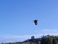 Daptrius chimango temucoensis