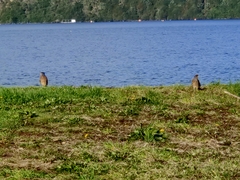 Daptrius chimango temucoensis