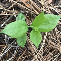 Endodeca serpentaria