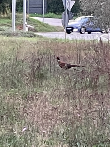 Ring-necked Pheasant
