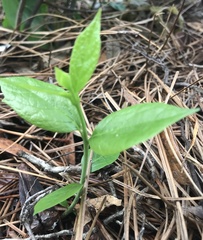 Endodeca serpentaria