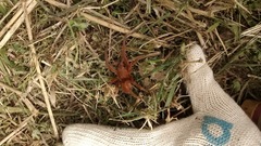 Ancylometes concolor