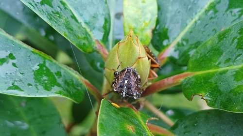 Cross Orbweaver