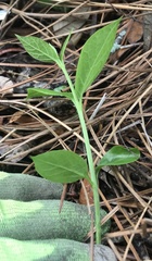 Endodeca serpentaria