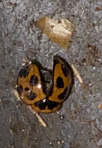 Variable Ladybird Beetle