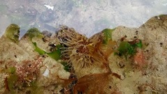 Parabunodactis imperfecta