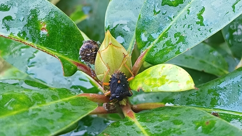 Forest Bug