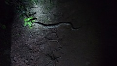 Bothrops diporus