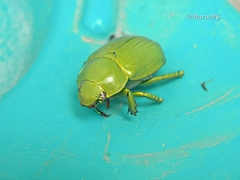 Chrysina psittacina