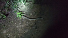 Bothrops diporus
