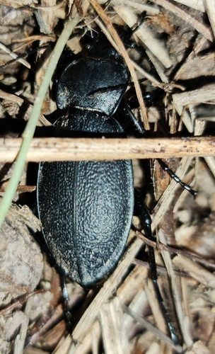 Leather Beetle
