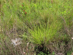 Carex unilateralis