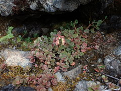 Sedum patens