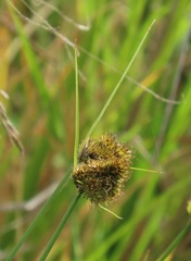 Carex unilateralis