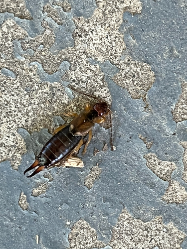 European Earwig