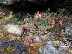 Sedum patens