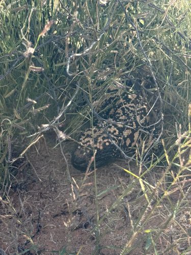 Heloderma suspectum, 2026-10-09
