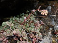 Sedum patens