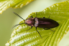 Ctenicera cuprea