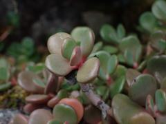 Sedum patens