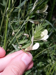 Vicia lutea