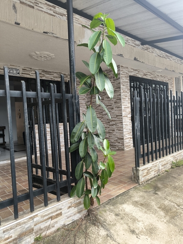 Ficus caulocarpa observed 2026-10-09