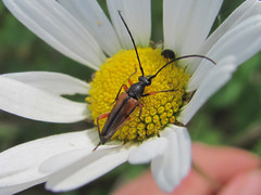Stenurella jaegeri