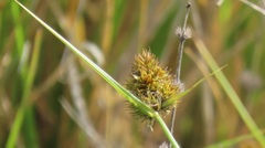 Carex unilateralis