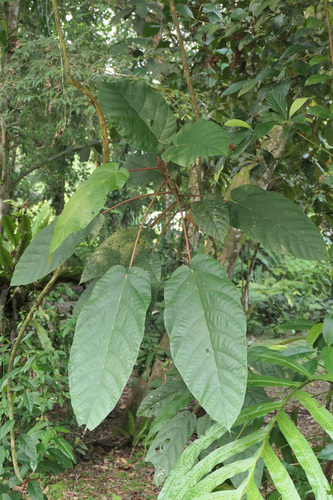 Poikilospermum observed 2026-08-30